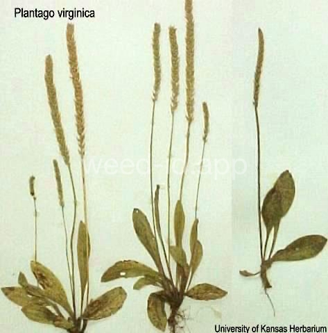 plantain, paleseed